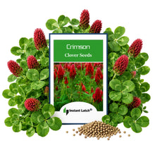 Load image into Gallery viewer, Crimson Clover Cover Crop Seeds for Planting NON-GMO Heirloom Fresh Garden Seeds