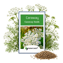 Load image into Gallery viewer, Caraway Seeds for Planting NON-GMO Heirloom Fresh Garden Seeds