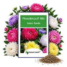 Load image into Gallery viewer, Powderpuff Mix Aster Seeds for Planting NON-GMO Heirloom Fresh Flower Seeds