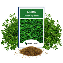 Load image into Gallery viewer, Alfalfa Cover Crop Seeds for Planting NON-GMO Heirloom Fresh Garden Seeds