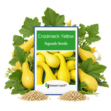 Load image into Gallery viewer, Crookneck Yellow Squash | NON-GMO | Instant Latch Fresh Garden Seeds