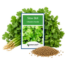 Load image into Gallery viewer, Cilantro Seeds for Planting NON-GMO Instant Latch Fresh Garden Seeds