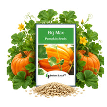 Load image into Gallery viewer, Big Max Pumpkin Seeds | NON-GMO | Instant Latch Fresh Garden Seeds