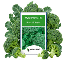Load image into Gallery viewer, Broccoli Seeds for Planting NON-GMO Instant Latch Fresh Garden Seeds