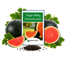 Load image into Gallery viewer, Sugar Baby Watermelon | NON-GMO | Instant Latch Fresh Garden Seeds