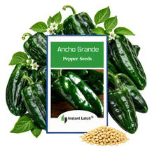 Load image into Gallery viewer, Ancho Poblano Grande Pepper Seeds for Planting NON-GMO Fresh Garden Seeds