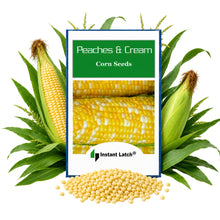 Load image into Gallery viewer, Peaches &amp; Cream Corn Seeds | Hybrid | Fresh Garden Seeds
