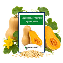 Load image into Gallery viewer, Butternut Winter Squash Seeds | NON-GMO | Fresh Garden Seeds