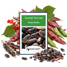 Load image into Gallery viewer, Scarlet Runner Bean Seeds for Planting NON-GMO Fresh Garden Seeds