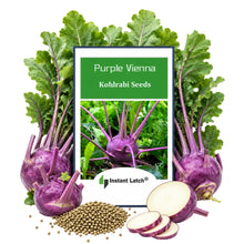 Load image into Gallery viewer, Purple Vienna Kohlrabi Seeds for Planting NON-GMO Fresh Garden Seeds