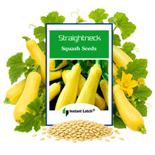 Load image into Gallery viewer, Straightneck Squash | NON-GMO | Fresh Garden Seeds