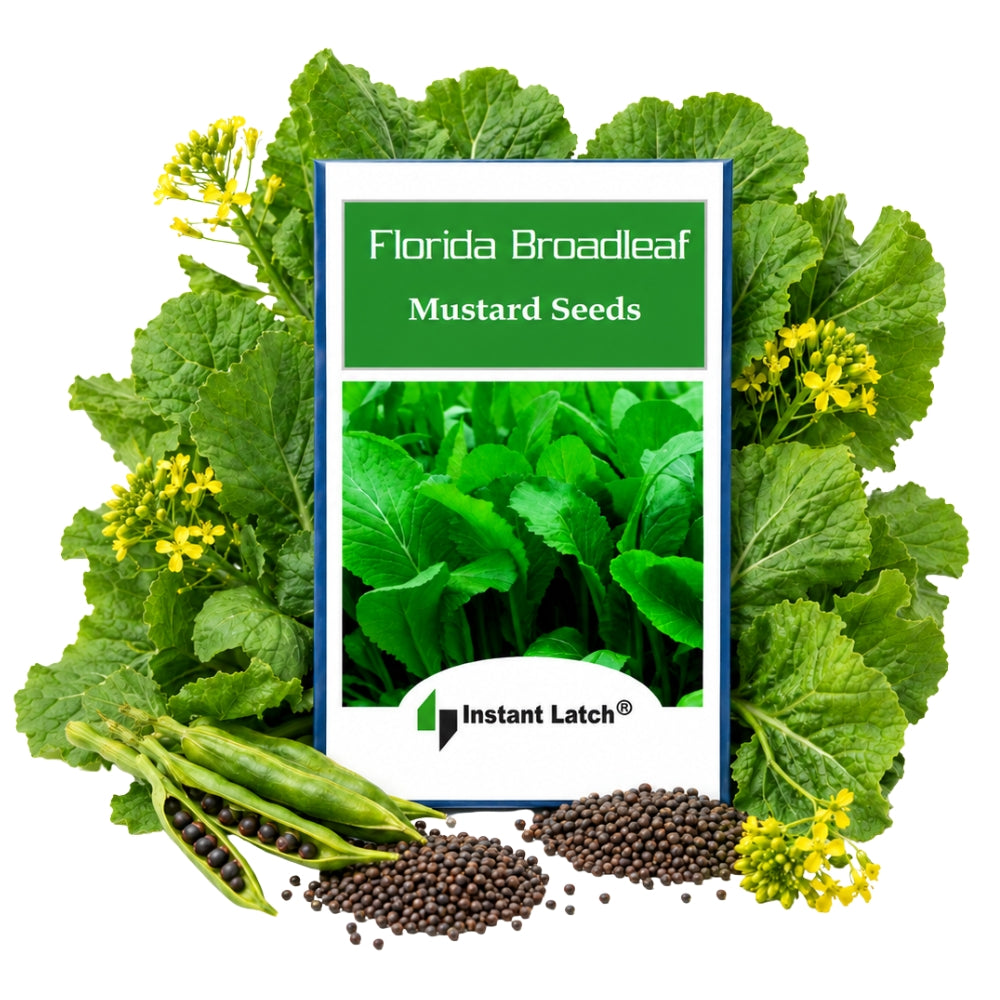 where to buy mustard seeds for planting Florida Broadleaf Mustard Seeds | NON-GMO