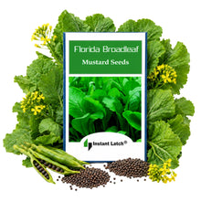 Load image into Gallery viewer, Florida Broadleaf Mustard Seeds | NON-GMO | Fresh Garden Seeds