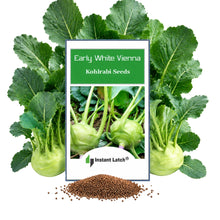 Load image into Gallery viewer, Early White Vienna Kohlrabi Seeds | NON-GMO | Heirloom | Fresh Garden Seeds