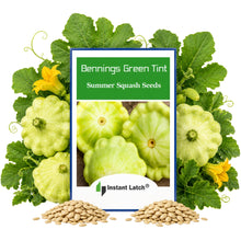 Load image into Gallery viewer, Bennings Green Tint Summer Squash Seeds | NON-GMO | Heirloom |Fresh Garden Seeds