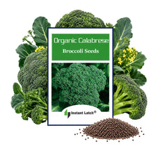 Load image into Gallery viewer, Organic Calabrese Green Sprouting Broccoli Seeds for Planting NON-GMO Fresh Garden Seeds