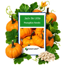 Load image into Gallery viewer, Jack Be Little Pumpkin Seeds | NON-GMO | Heirloom | Fresh Garden Seeds
