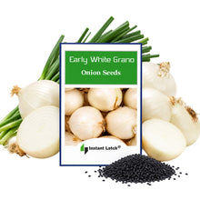 Load image into Gallery viewer, Early White Grano PRR Onion Seeds for Planting NON-GMO Heirloom Fresh Garden Seeds