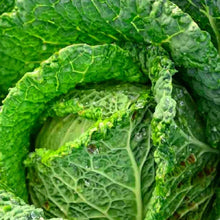 Load image into Gallery viewer, Savoy Perfection Cabbage Seeds | NON-GMO | Heirloom | Fresh Garden Seeds