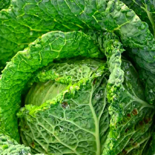 Savoy Perfection Cabbage Seeds | NON-GMO | Heirloom | Fresh Garden Seeds
