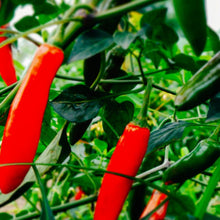 Load image into Gallery viewer, Serrano Hot Pepper Seeds | NON-GMO | Heirloom | Fresh Garden Seeds