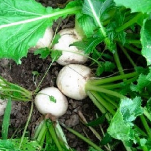 Seven Top Turnip Seeds | NON_GMO | Fresh Garden Seeds