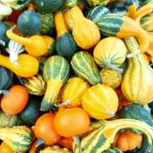 Load image into Gallery viewer, Small Mix Gourds Seeds | NON-GMO | Heirloom | Fresh Garden Seeds