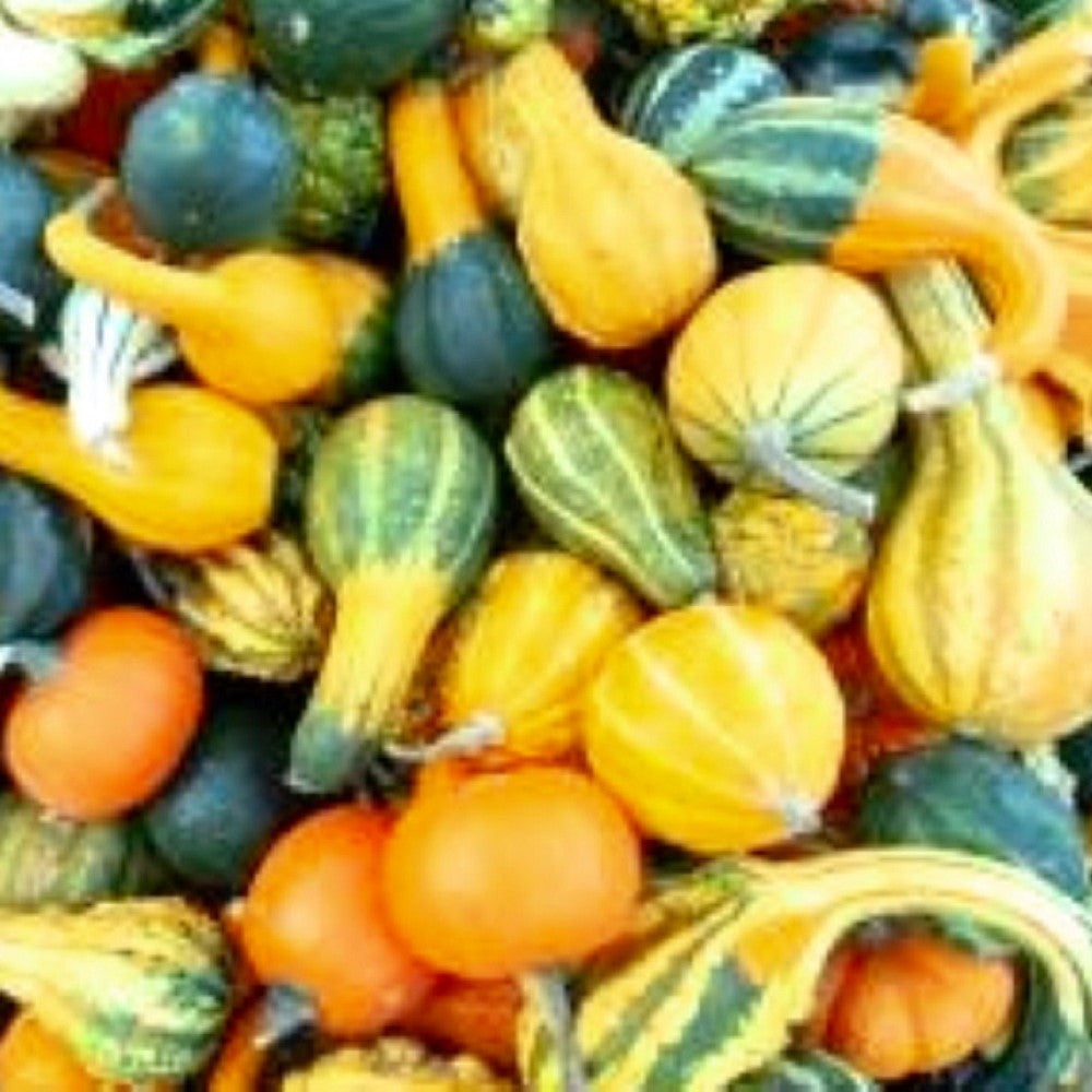 Small Mix Gourds Seeds | NON-GMO | Heirloom | Fresh Garden Seeds
