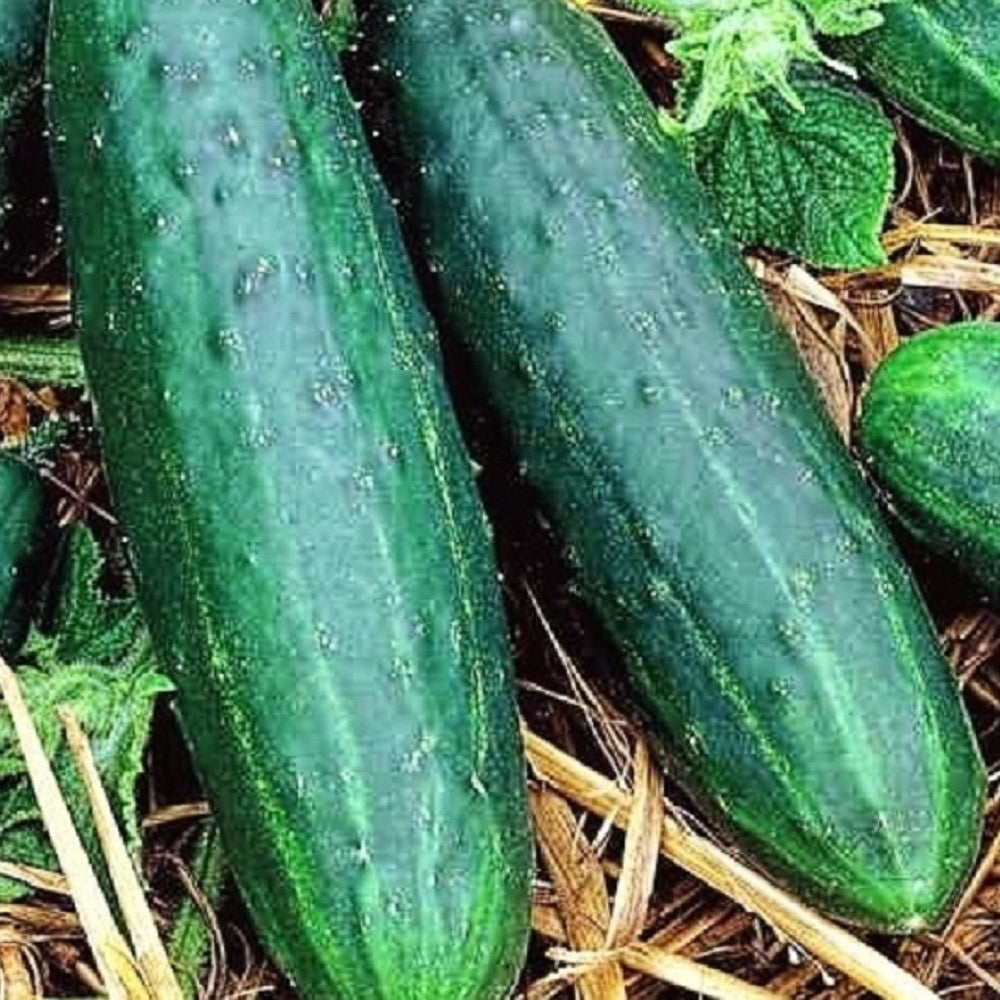 Spacemaster Cucumber Seeds | NON-GMO | Instant Latch Fresh Garden Seeds