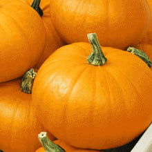 Load image into Gallery viewer, Spookie Pumpkin Seeds | NON-GMO | Heirloom | Fresh Garden Seeds