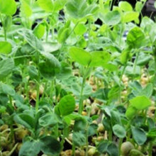 Load image into Gallery viewer, Speckled Pea Seeds | Sprouting Peas | NON-GMO | Heirloom | Fresh Garden Seeds