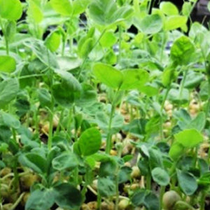 Speckled Pea Seeds | Sprouting Peas | NON-GMO | Heirloom | Fresh Garden Seeds
