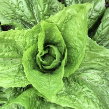 Load image into Gallery viewer, Sugar Loaf Endive Seeds | NON-GMO | Heirloom | Fresh Garden Seeds