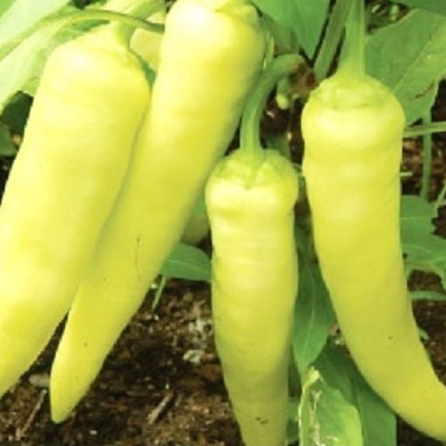 Sweet Banana Pepper Seeds | NON-GMO | Instant Latch Fresh Garden Seeds