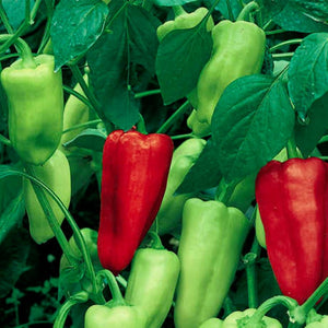 Sweet Pepperoncini Pepper Seeds | NON-GMO | Heirloom | Fresh Garden Seeds