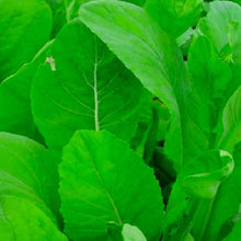 Load image into Gallery viewer, Tendergreen Mustard Spinach Seeds | NON-GMO | Fresh Garden Seeds
