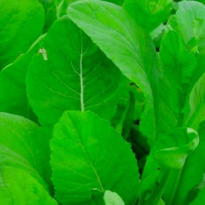 Tendergreen Mustard Spinach Seeds | NON-GMO | Fresh Garden Seeds