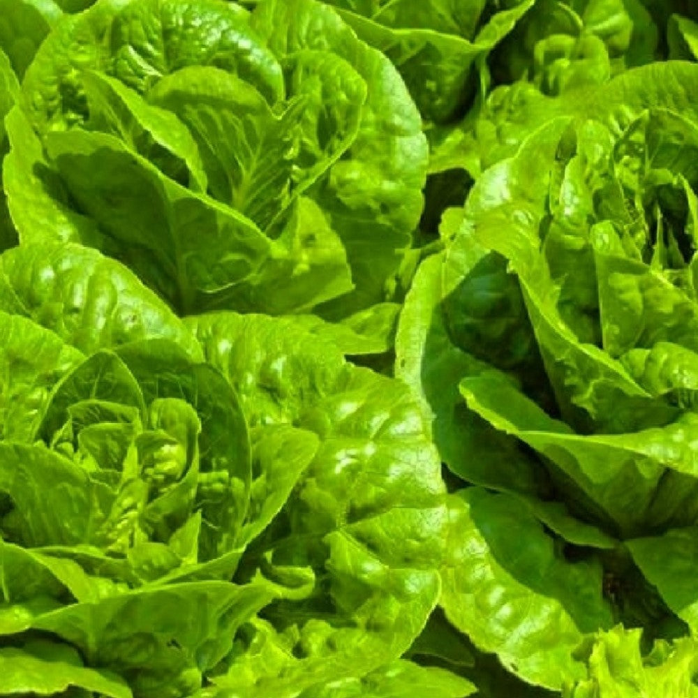 Tom Thumb Lettuce Seeds | NON-GMO | Heirloom | Fresh Garden Seeds