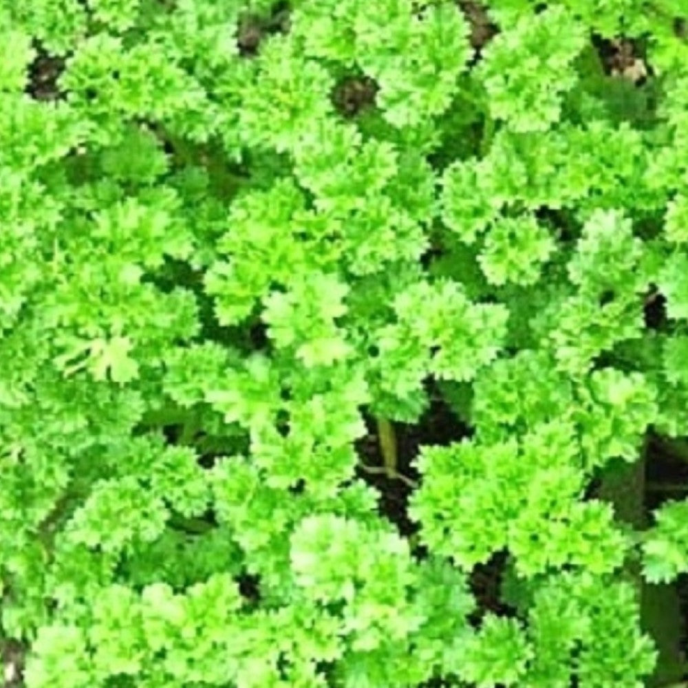 Triple Curled Parsley | NON-GMO | Instant Latch Fresh Garden Seeds