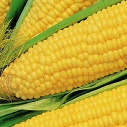Truckers Favorate Corn Seeds | Heirloom | Fresh Garden Seeds
