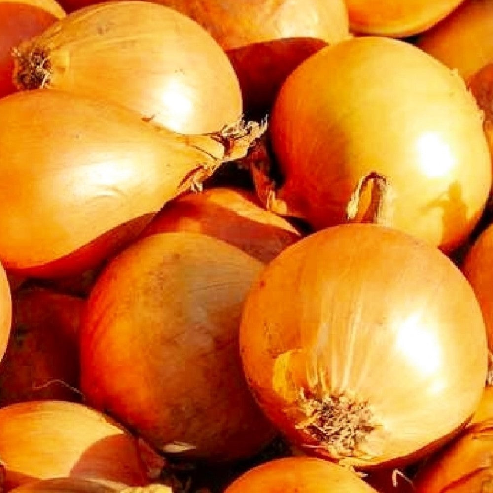 Utah Yellow Sweet Spanish Onion Seeds | NON-GMO | Heirloom | Fresh Garden Seeds
