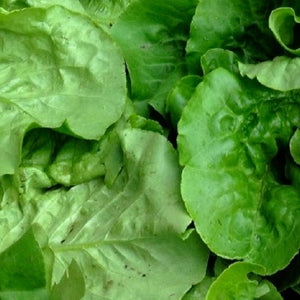 Viroflay Spinach Seeds | NON-GMO | Heirloom | Fresh Garden Seeds