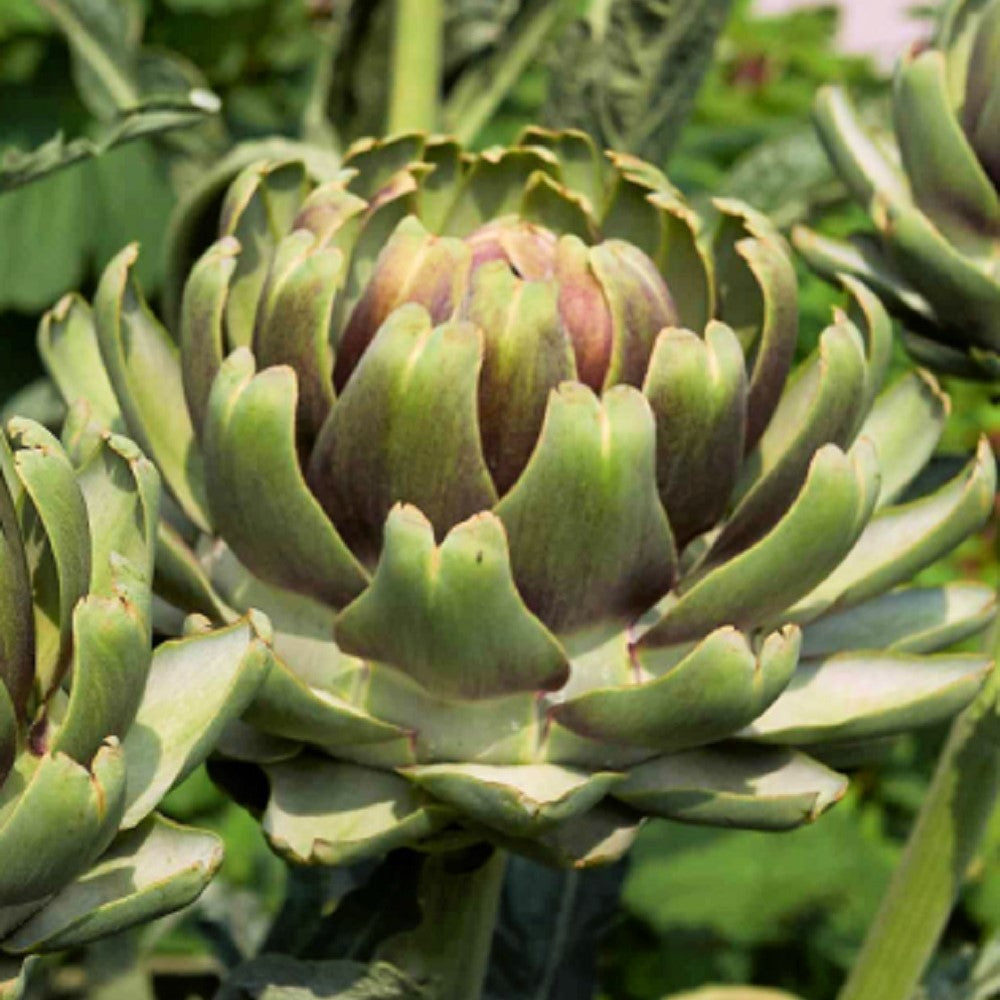White Cardoon Seeds | NON-GMO | Heirloom | Fresh Garden Seeds