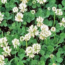 Load image into Gallery viewer, White Dutch Clover Cover Crop Seeds | NON-GMO | Heirloom | Fresh Flower Seeds