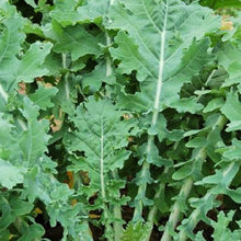 Load image into Gallery viewer, White Russian Kale Seeds | NON-GMO | Heirloom | Fresh Garden Seeds