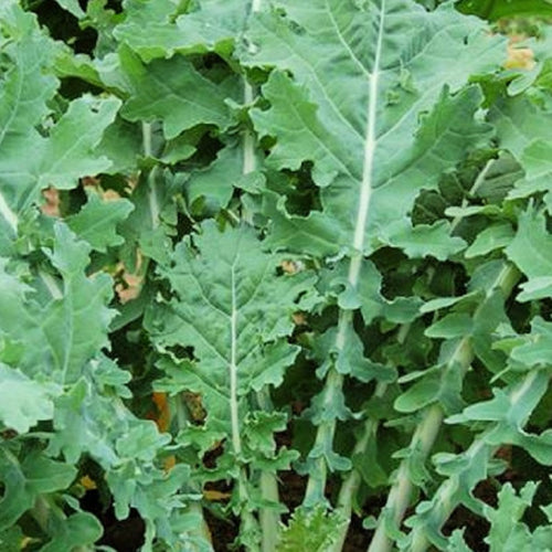 White Russian Kale Seeds | NON-GMO | Heirloom | Fresh Garden Seeds