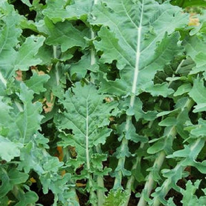 White Russian Kale Seeds | NON-GMO | Heirloom | Fresh Garden Seeds