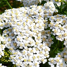Load image into Gallery viewer, White Yarrow Seeds | NON-GMO | Heirloom | Fresh Garden Seeds