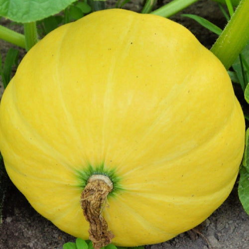 Yellow Paris Pumpkin Seeds | NON-GMO | Heirloom | Fresh Garden Seeds