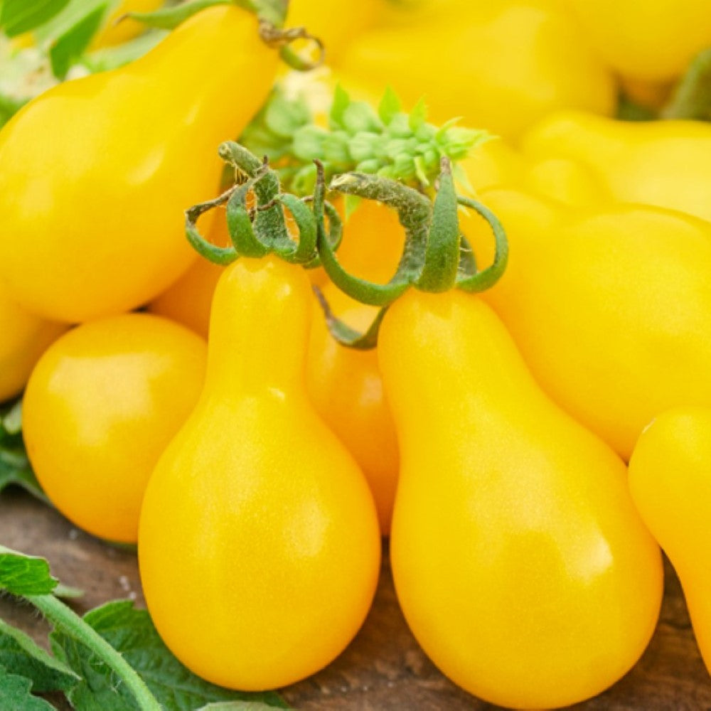 Yellow Pear Tomato Seeds | NON-GMO | Heirloom | Fresh Vegetable Seeds